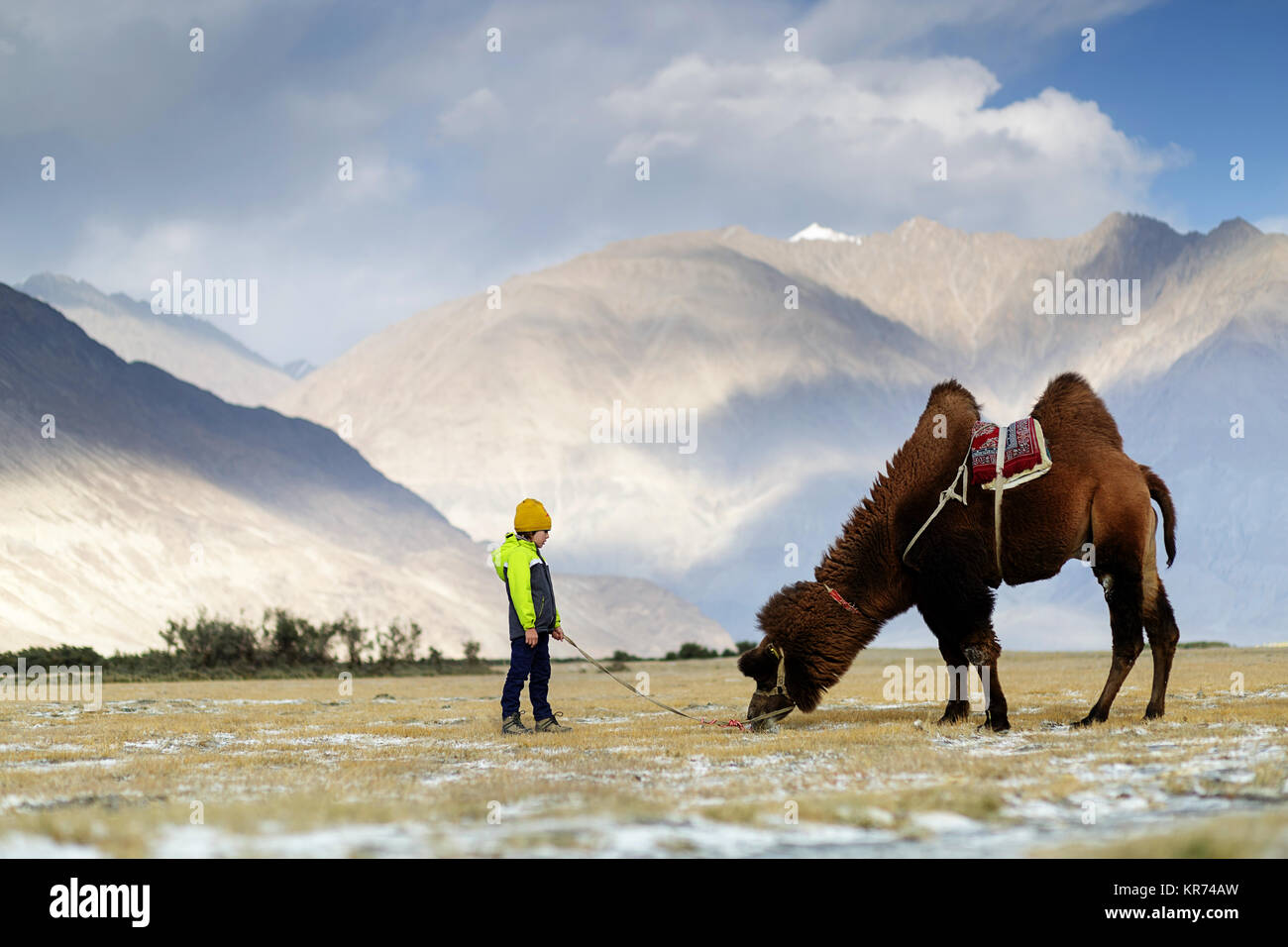 Young western boy riding double hump camel and crossing the desert in the Nubra valley, Ladakh, Jammu and Kashmir, India Stock Photo