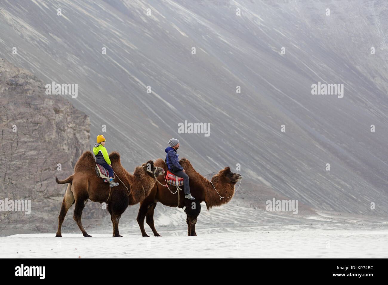 Father and son riding double hump camel and crossing the desert in the Nubra valley, Ladakh, Jammu and Kashmir, India Stock Photo