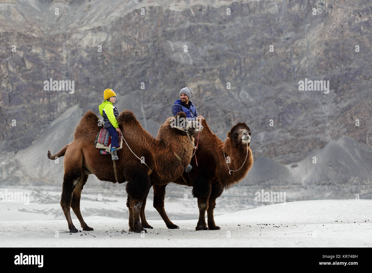 Father and son riding double hump camel and crossing the desert in the Nubra valley, Ladakh, Jammu and Kashmir, India Stock Photo