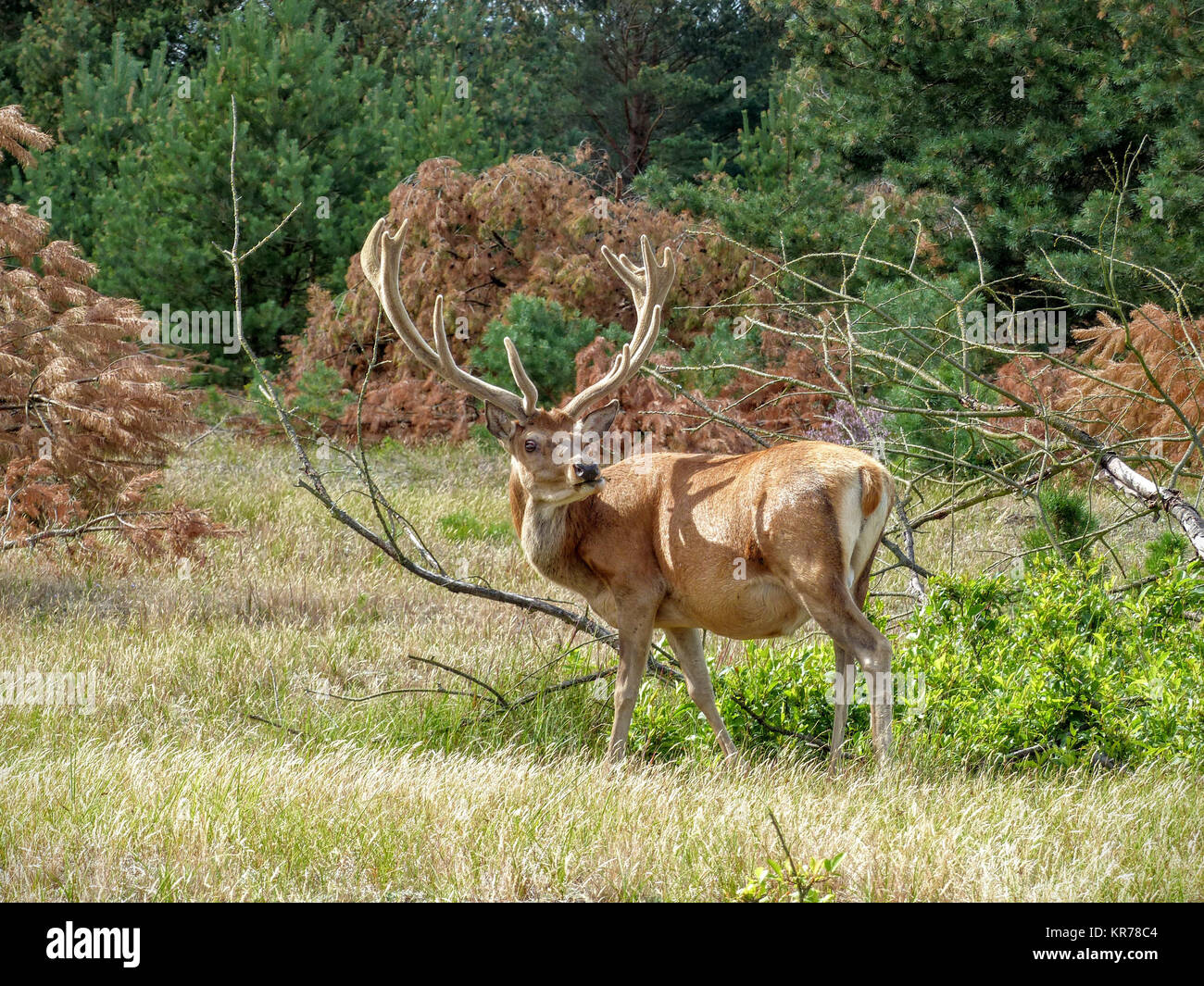 Red deer turns around to look for predators and stalkers Stock Photo