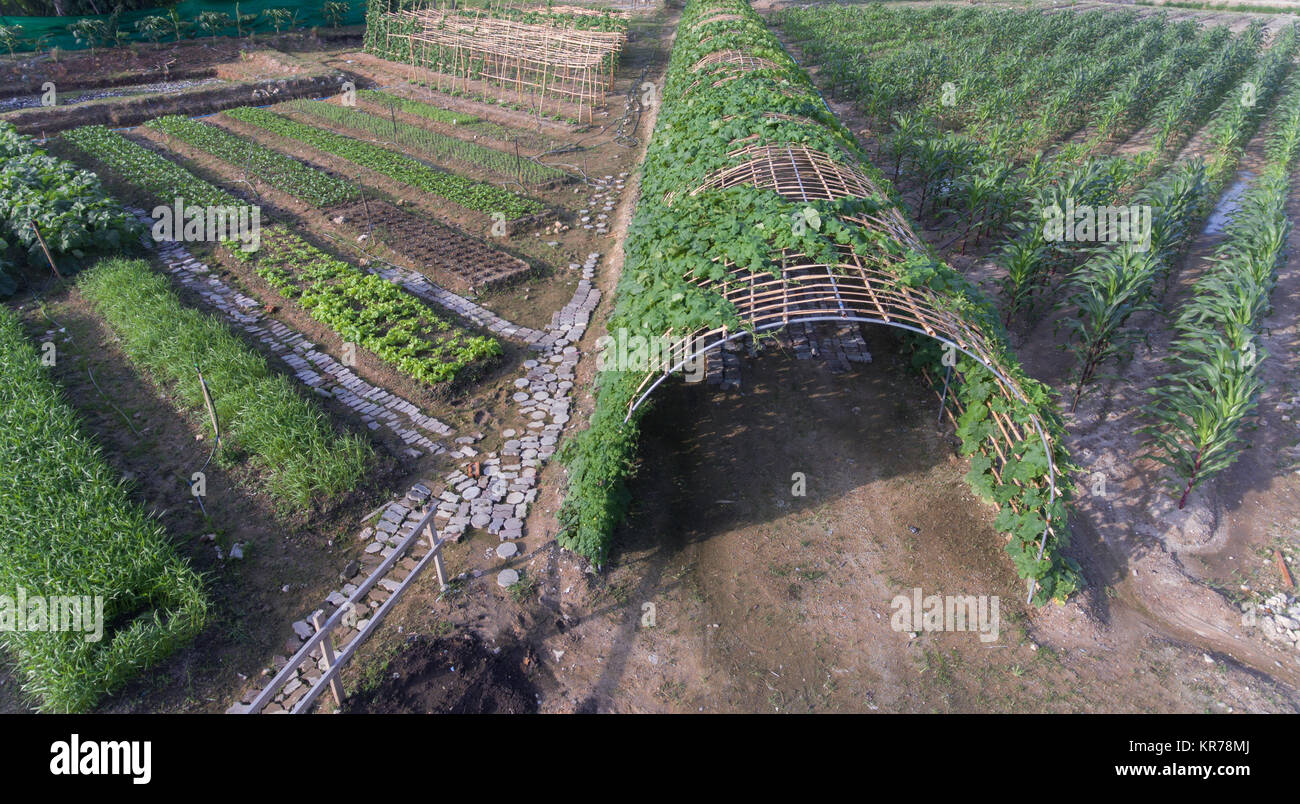 Aerial view vegetable farm hi-res stock photography and images - Alamy