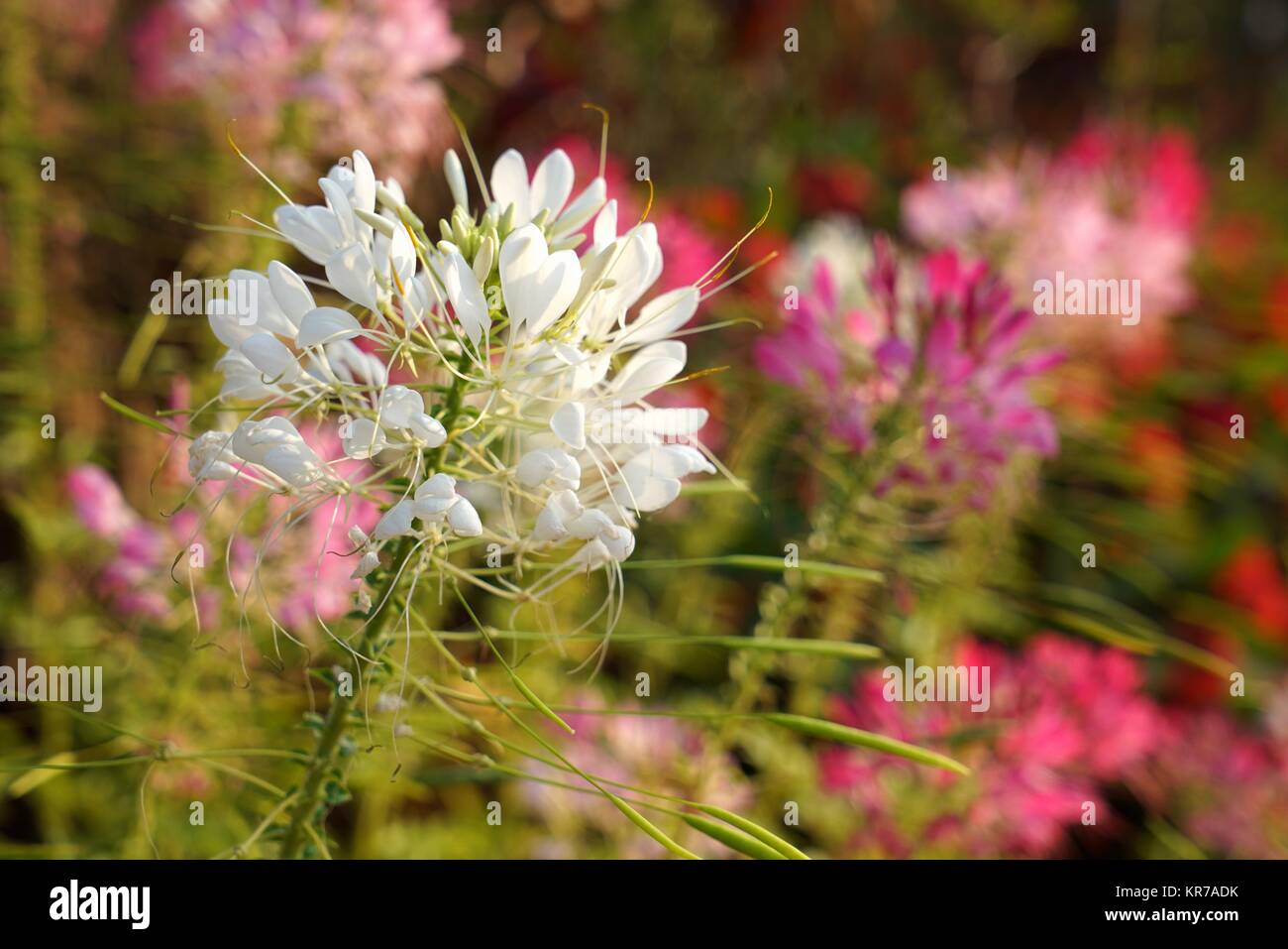 flowerage Stock Photo