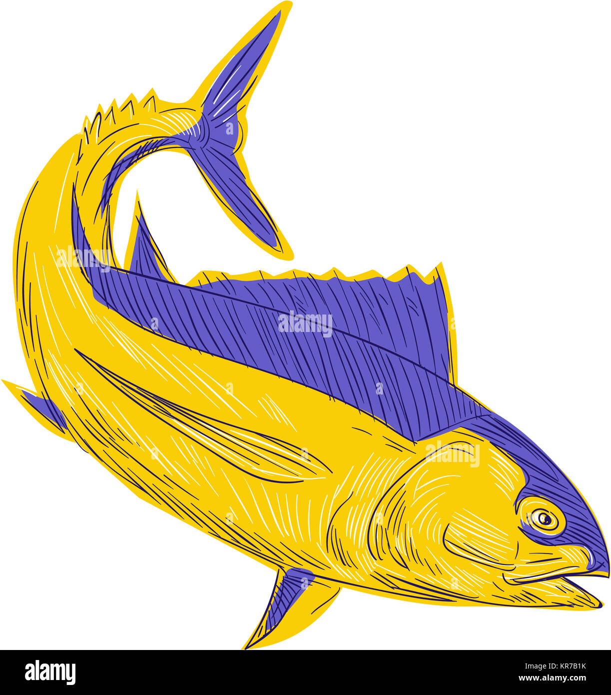Albacore Tuna Fish Drawing Stock Photo