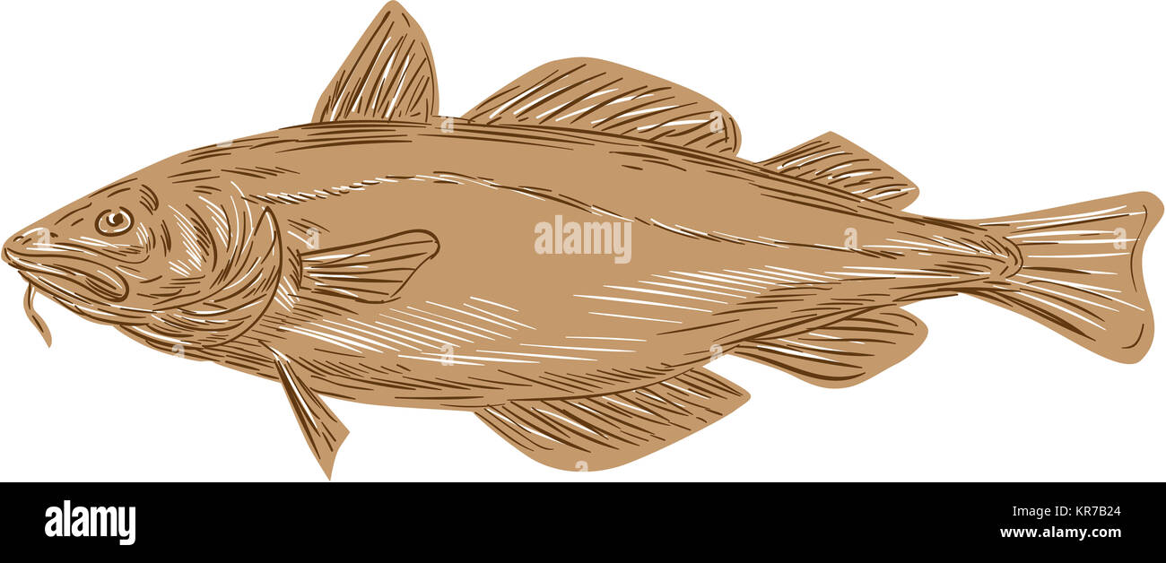 Atlantic Cod Codling Fish Drawing Stock Photo - Alamy