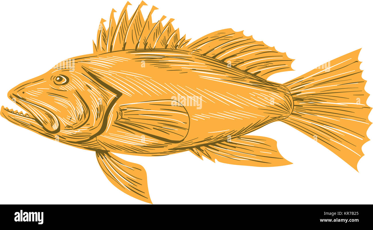 Black Sea Bass Drawing Stock Photo Alamy