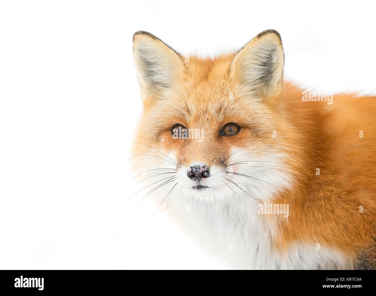 Red fox portrait in winter snow in Algonquin Park in Canada Stock Photo ...