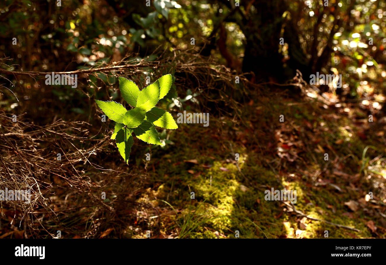 Sunlight soaking brightly coloured leaves. A chestnut tree sapling in the limelight. Stock Photo