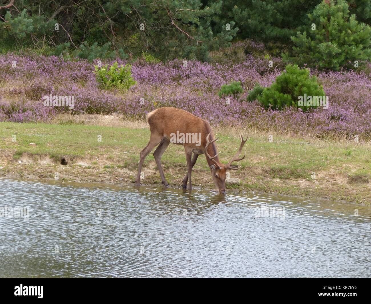 Red deer drinking from pond Stock Photo