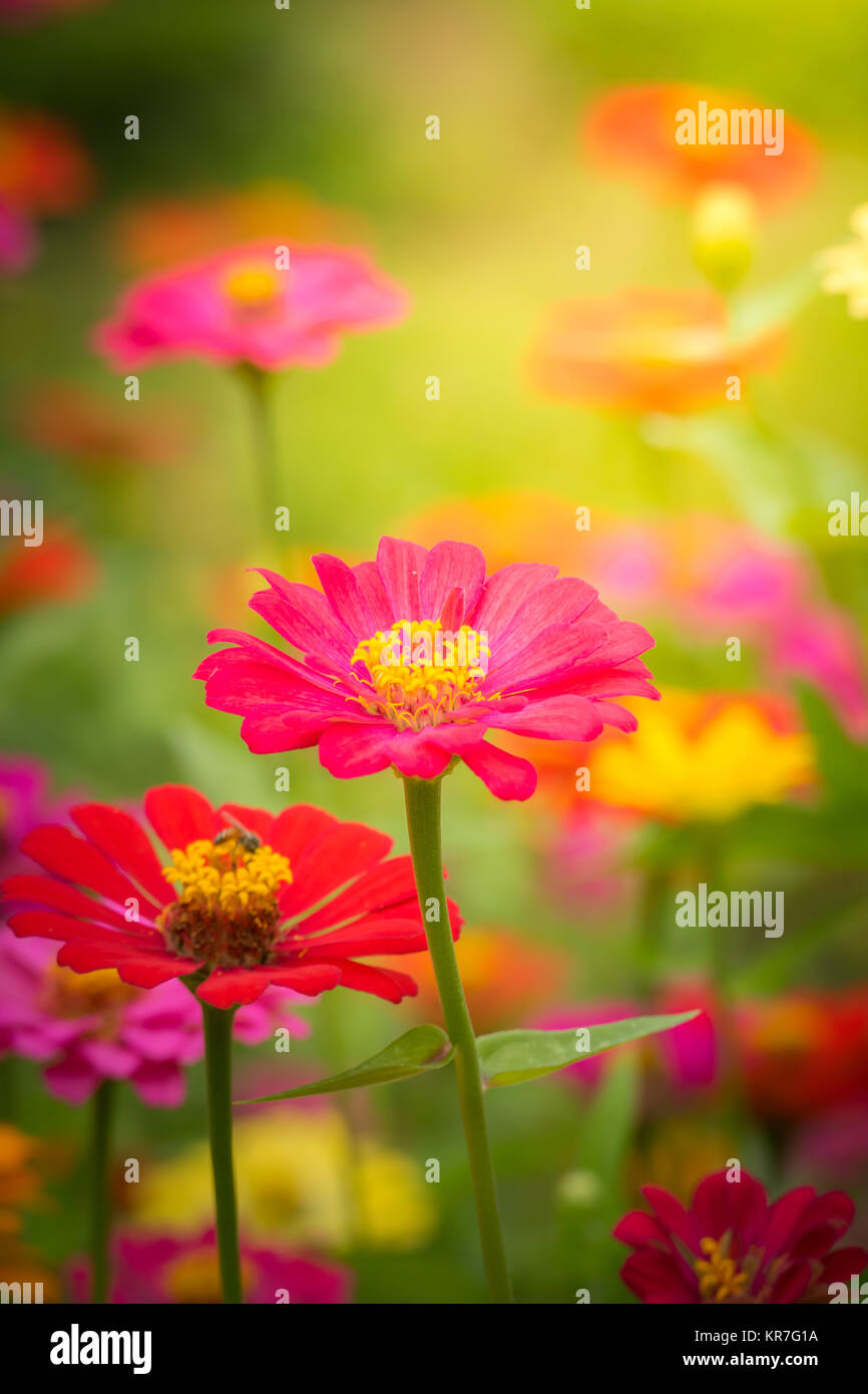 The background image of the colorful flowers Stock Photo - Alamy