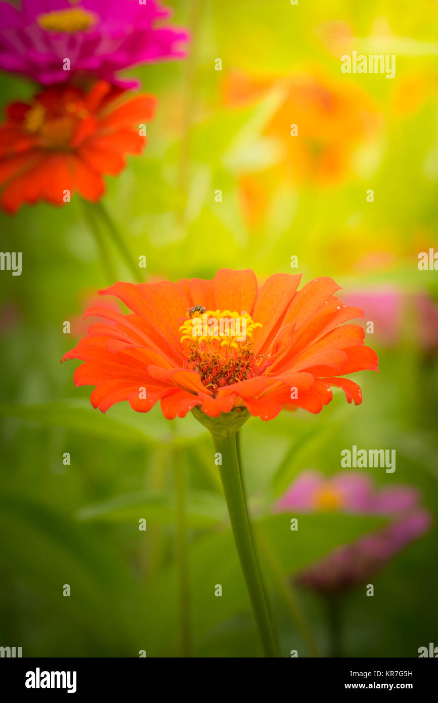 The background image of the colorful flowers Stock Photo - Alamy