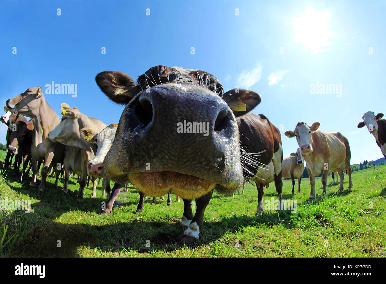 wide shot of brown swiss and simmental Stock Photo