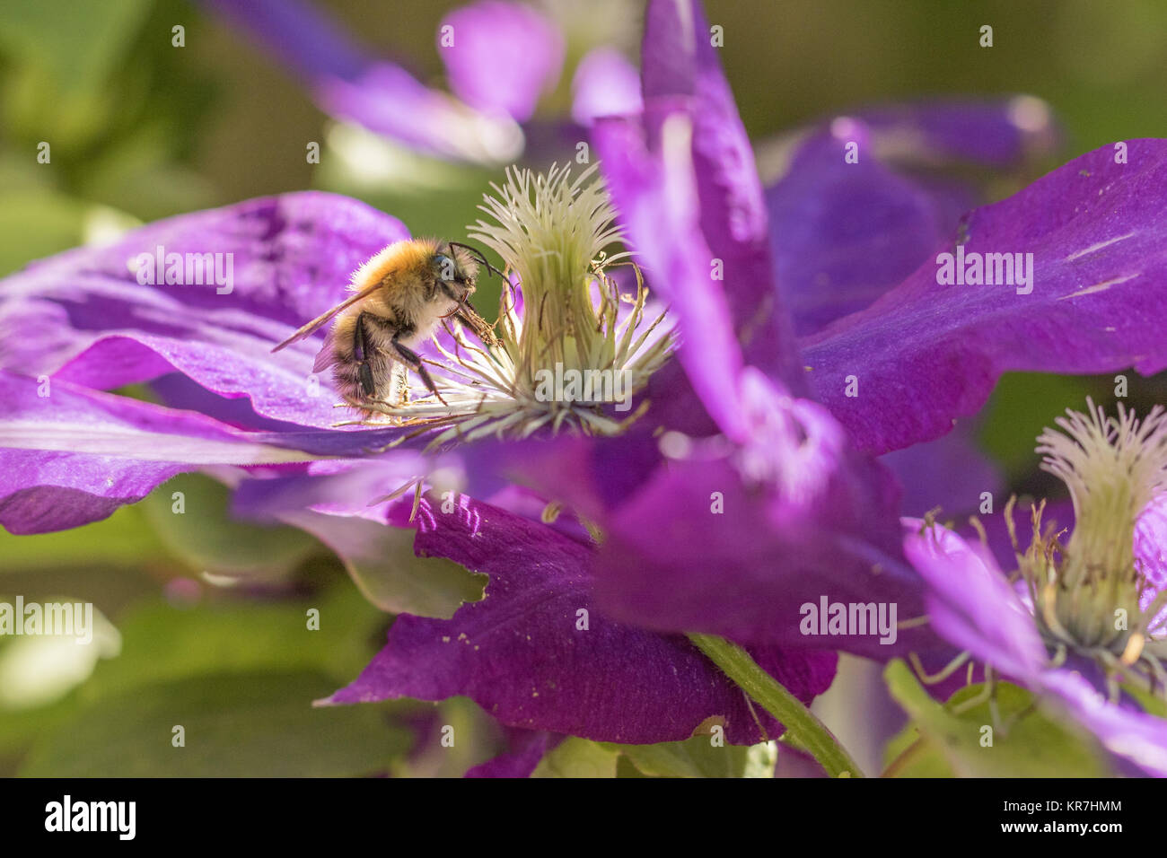 bee on clematis flower Stock Photo Alamy