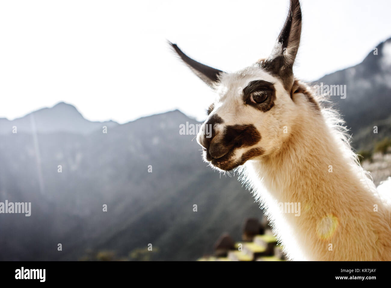 Peru llama hi-res stock photography and images - Alamy