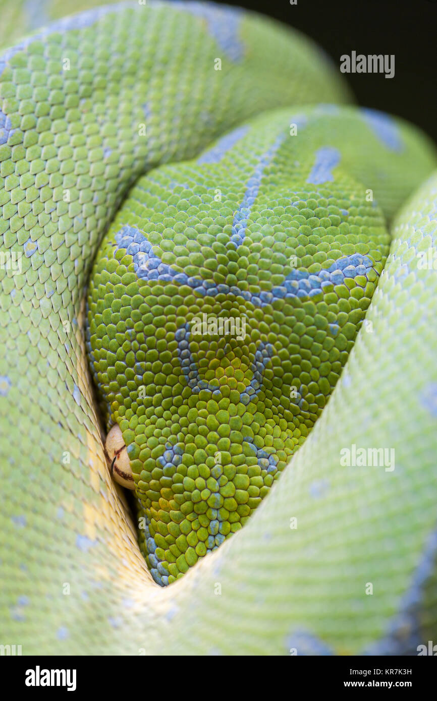 Green Tree Python (Morelia viridis) Hanging on branch waiting for prey.  Appears to be peaking from protection of its coils. Stock Photo