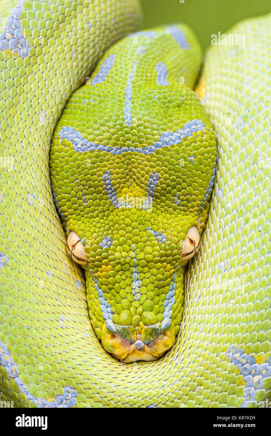 Green Tree Python (Morelia viridis) Hanging on branch waiting for prey.  Appears to be peaking from protection of its coils. Stock Photo