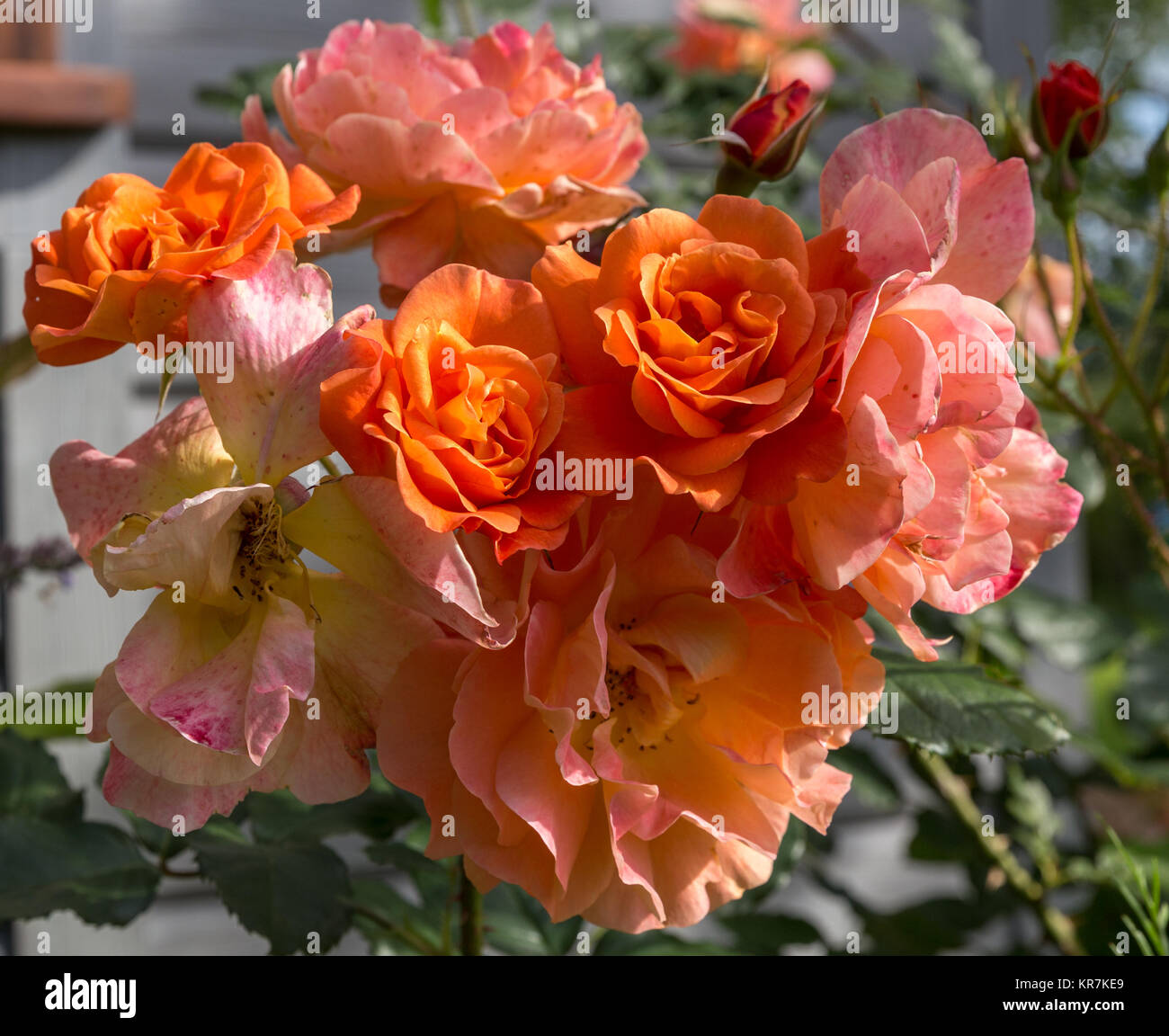 Beautiful orange and red nostalgic rose in a garden . Shrub rose  Westerland. Kordes rosen Stock Photo - Alamy