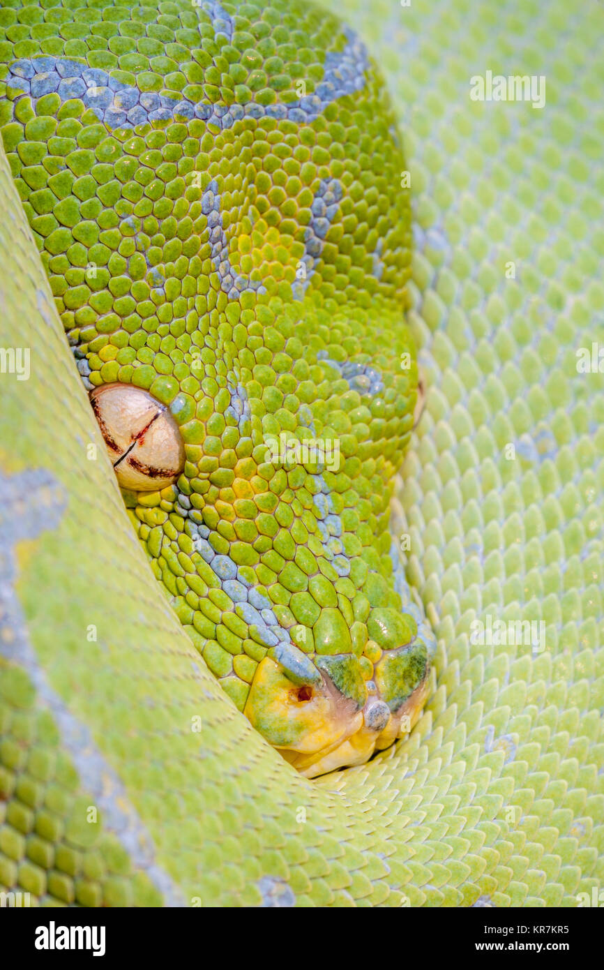 Green Tree Python (Morelia viridis) Hanging on branch waiting for prey.  Appears to be peaking from protection of its coils. Stock Photo
