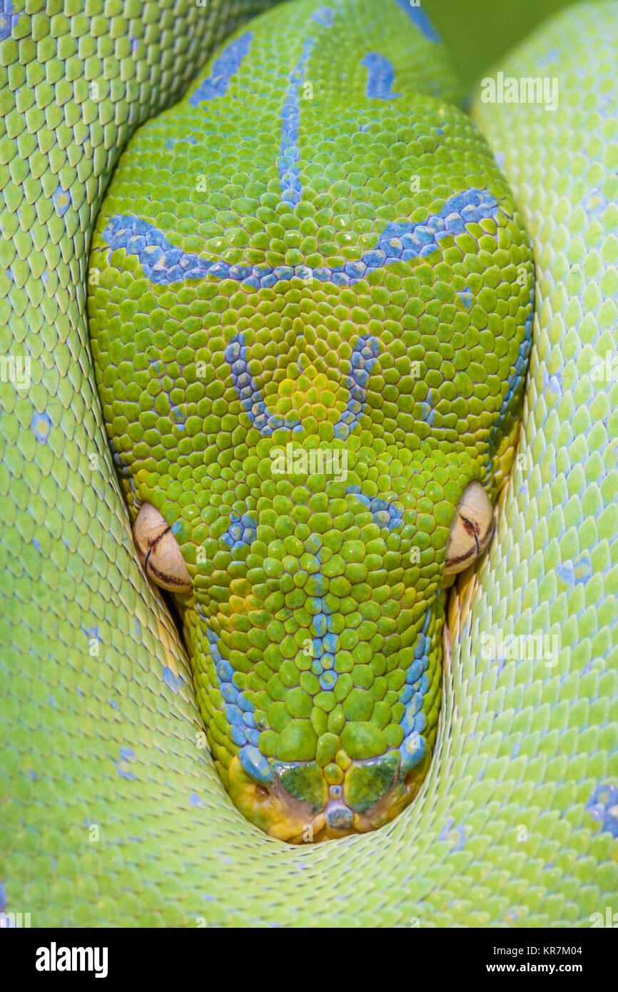Green Tree Python (Morelia viridis) Hanging on branch waiting for prey.  Appears to be peaking from protection of its coils. Stock Photo