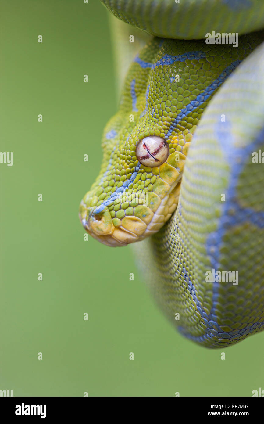 Green Tree Python (Morelia viridis) Hanging on branch waiting for prey. Stock Photo