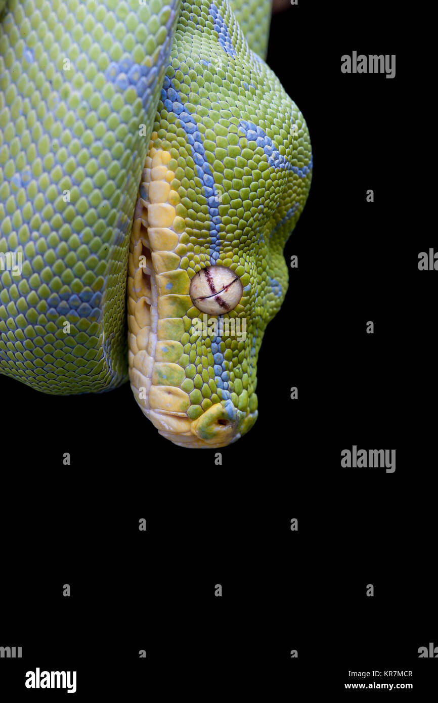 Green Tree Python (Morelia viridis) Hanging on branch waiting for prey. Stock Photo