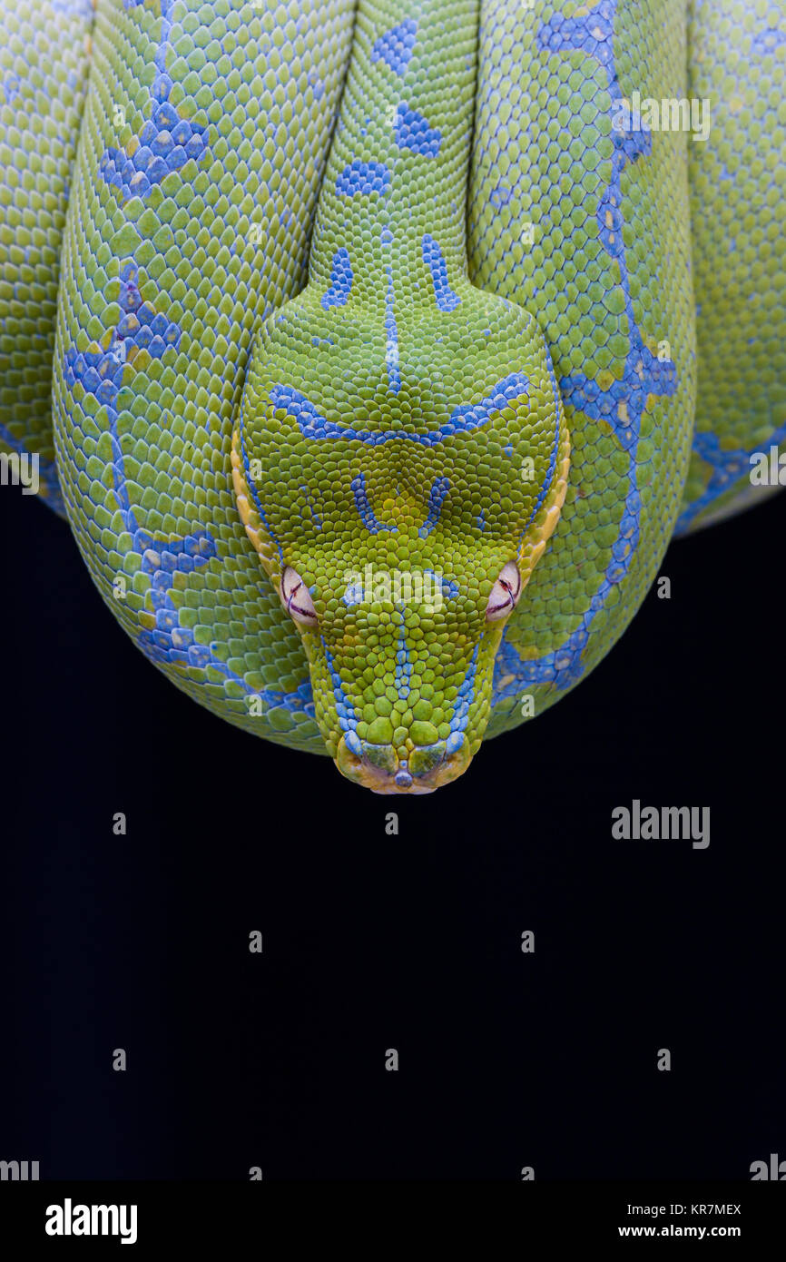 Green Tree Python (Morelia viridis) Hanging on branch waiting for prey. Stock Photo