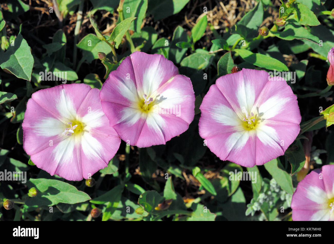 Trumpet-shaped Flowers Purple Bindweed, Convolvulus arvensis, an Invasive Vine Species aka Perennial Morning Glory, Field Bindweed or Creeping Jenny Stock Photo