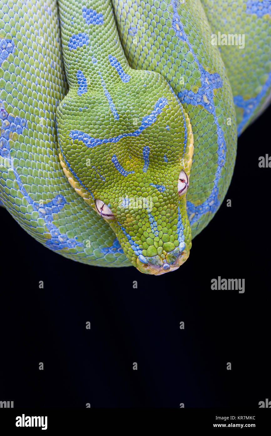 Green Tree Python (Morelia viridis) Hanging on branch waiting for prey. Stock Photo