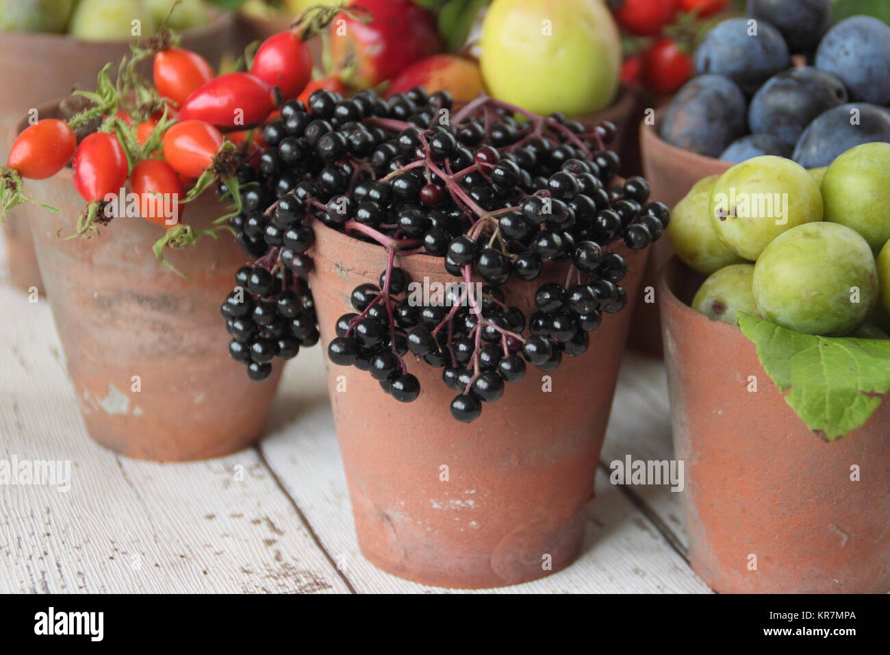 Autumn fruits and berries (elderberries, blackberries, sloes, crabapples, and green plums) foraged from English hedgerows, displayed in clay pots, UK Stock Photo
