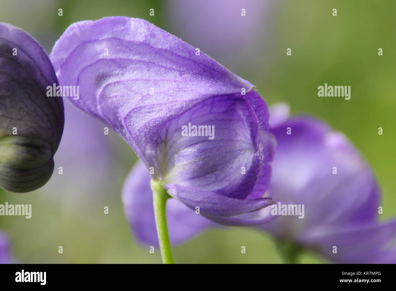 Aconitum napellus (Monkshood), an extremely poisonous plant, flowering ...