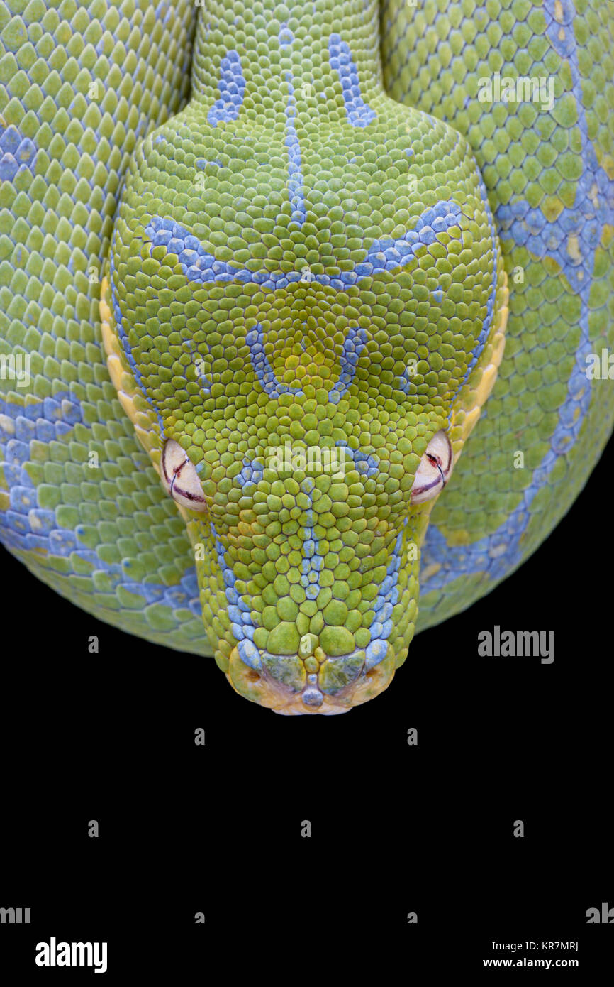 Green Tree Python (Morelia viridis) Hanging on branch waiting for prey. Stock Photo