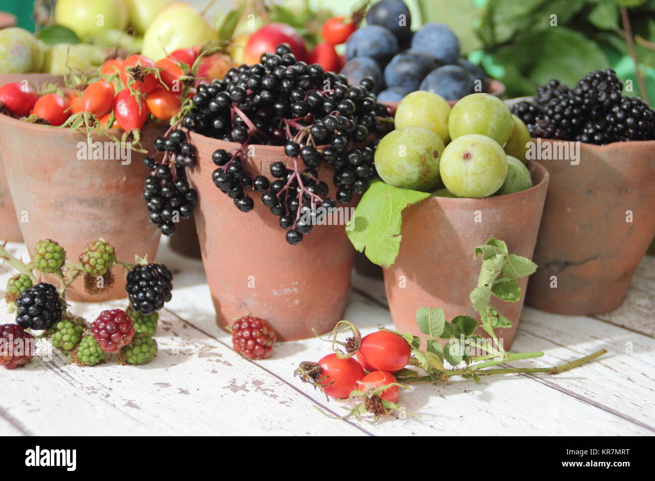 Autumn fruits and berries (elderberries, blackberries, sloes