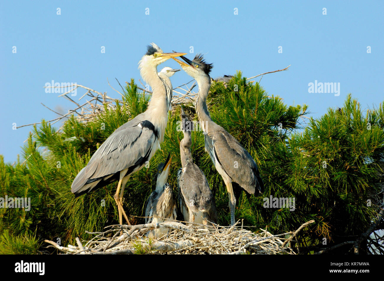 Pair of Adult Grey Herons, Ardea cinerea, and Young or Fledglings on Nest, in a Heronry or Heron Rookery, Camargue Wetlands, Provence, France Stock Photo