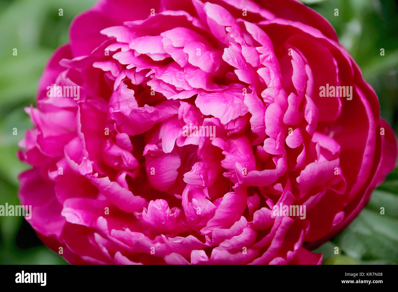 Image of pink peony on green background Stock Photo - Alamy