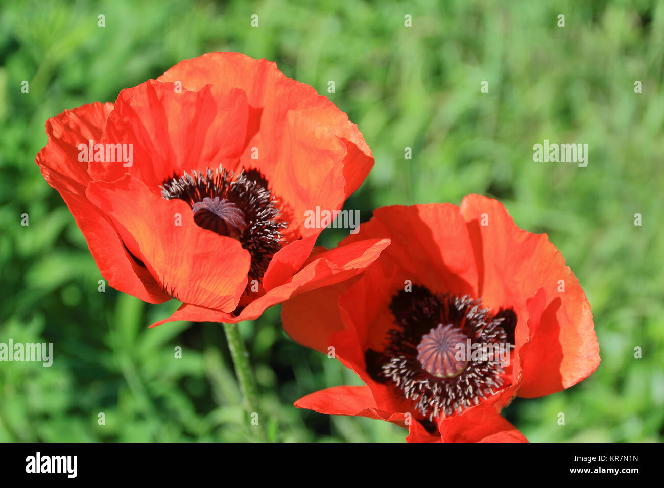 Image of two red poppys on green background Stock Photo - Alamy