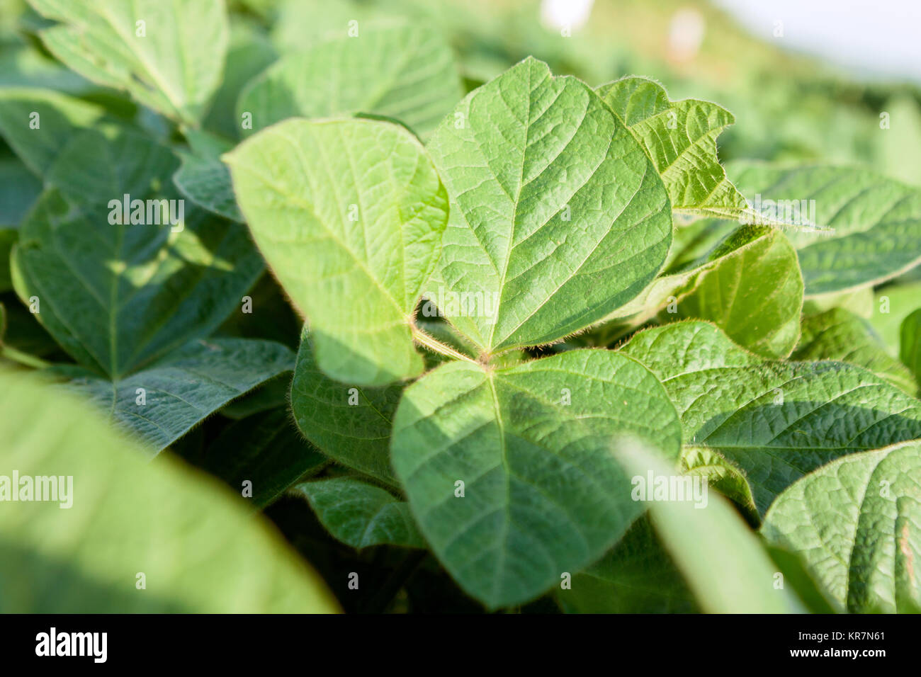 Agricultural young green soybean closeup Stock Photo Alamy