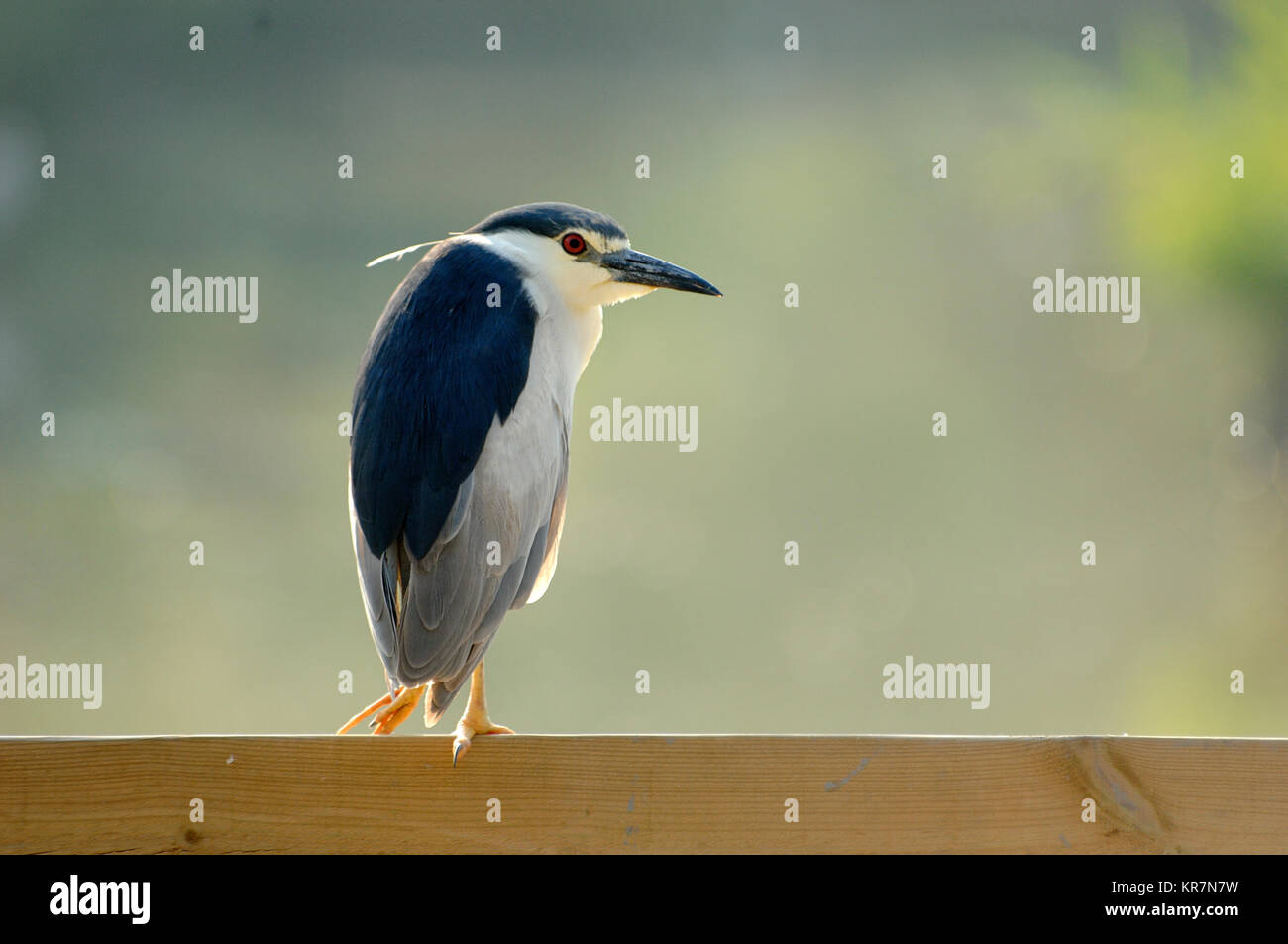 Night Heron, Nycticorax nycticorax, Perched on Wooden Fence, Camargue, Provence, France Stock Photo