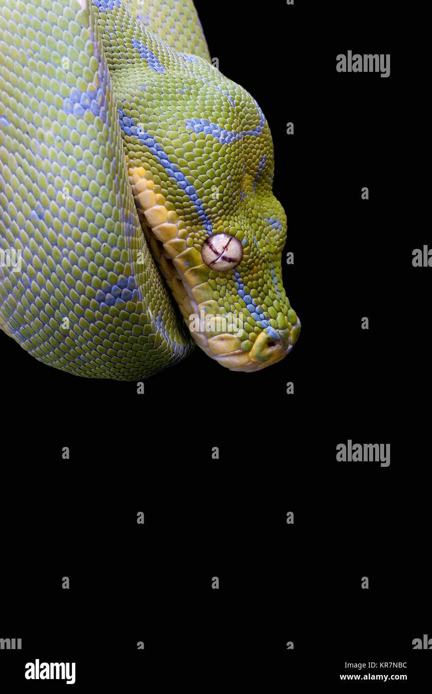 Green Tree Python (Morelia viridis) Hanging on branch waiting for prey. Stock Photo