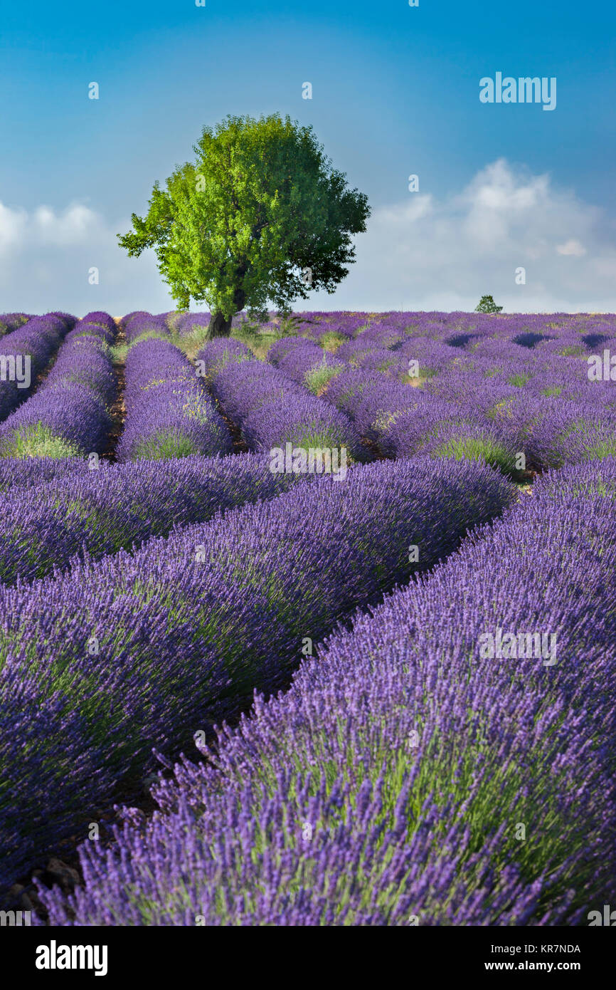 Rows of Lavender along the Valensole Plateau, Alpes- de-Haute-Provence, Provence France Stock Photo
