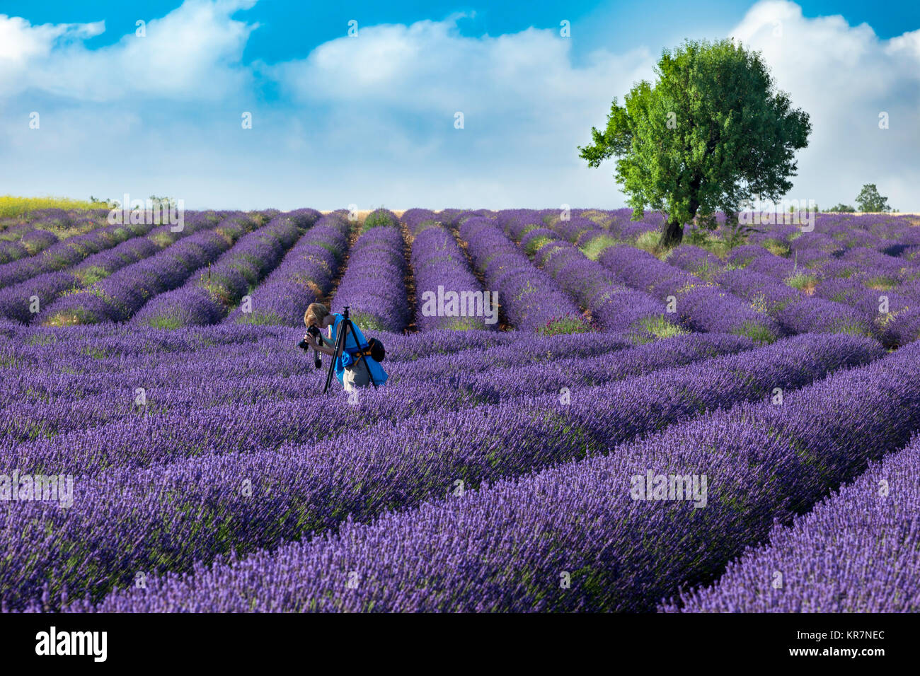 Photographer in rows of lavender along the Valensole Plateau, Alpes- de-Haute-Provence, Provence France Stock Photo