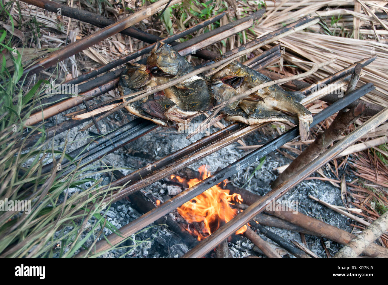 A shore lunch of small, freshcaught peacock bass in the Amazon