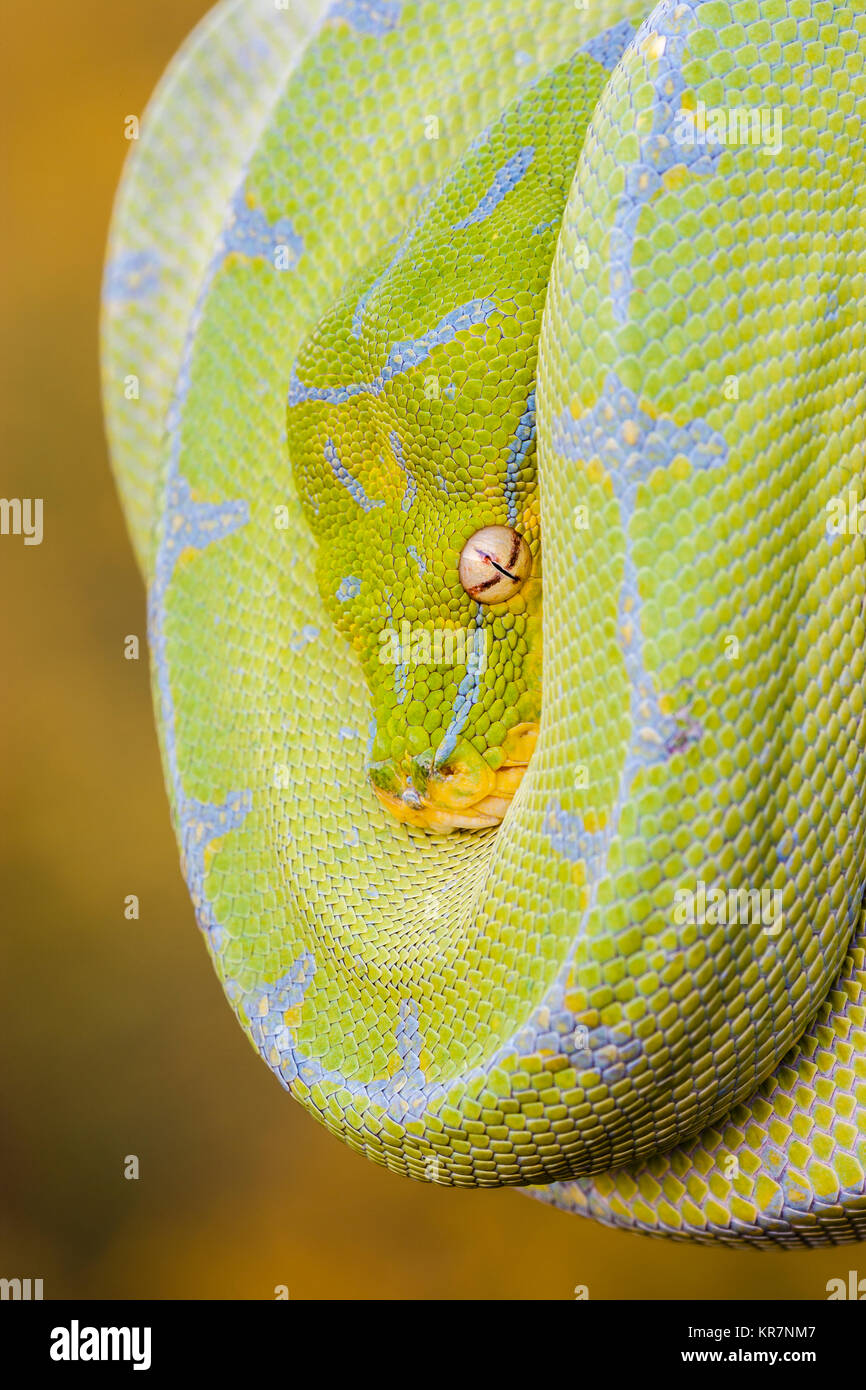 Green Tree Python (Morelia viridis) Hanging on branch waiting for prey. Stock Photo
