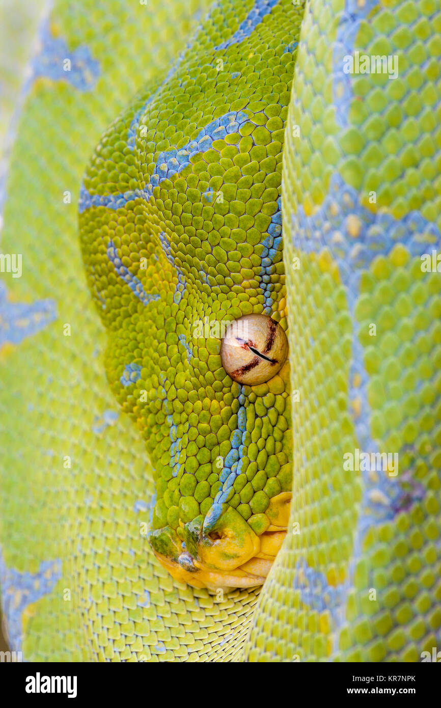 Green Tree Python (Morelia viridis) Hanging on branch waiting for prey. Stock Photo