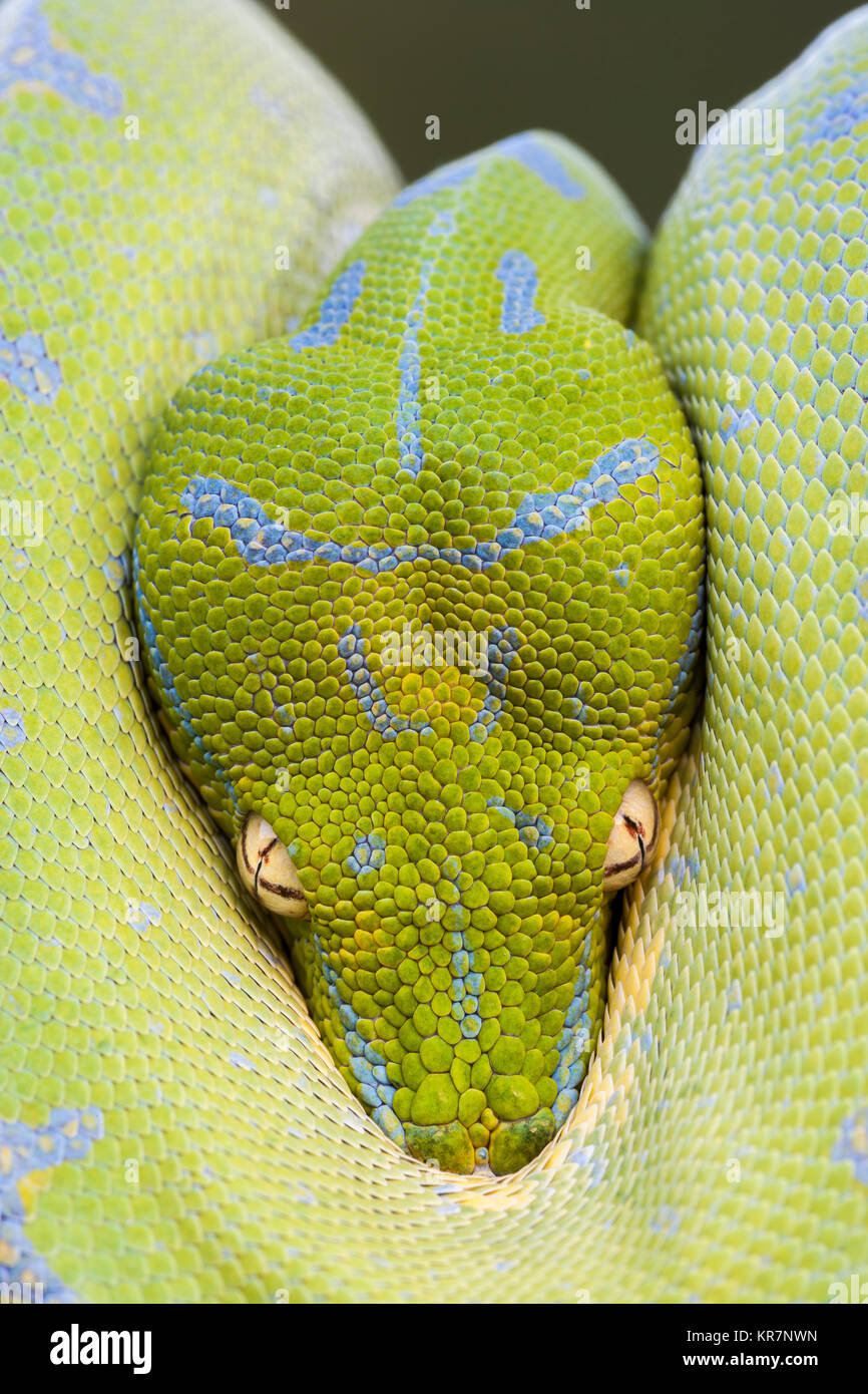 Green Tree Python (Morelia viridis) Hanging on branch waiting for prey.  Appears to be peaking from protection of its coils. Stock Photo