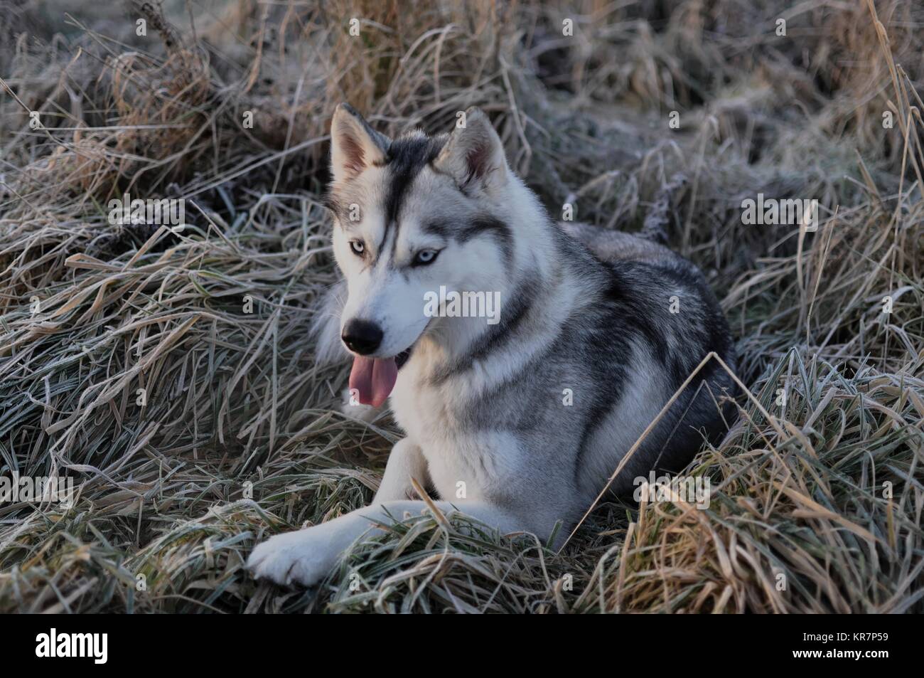 Siberian husky dog wolf in frozen grass, Scotland Stock Photo