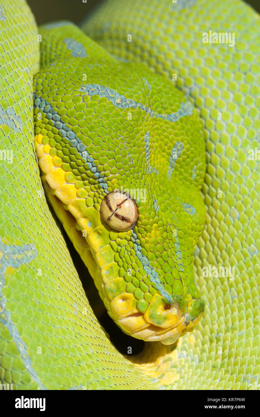 Green Tree Python (Morelia viridis) Hanging on branch waiting for prey. Stock Photo