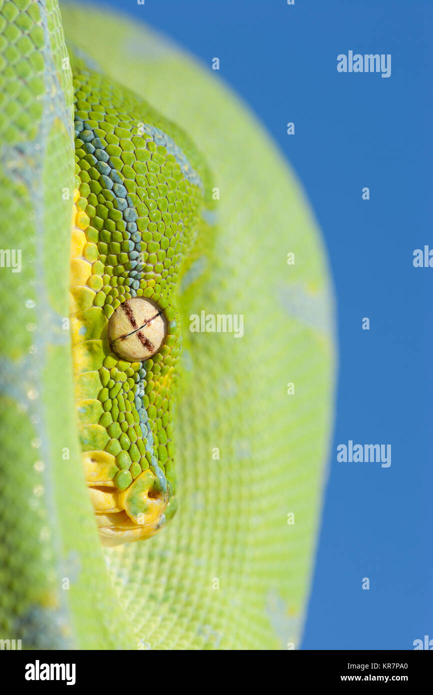 Green Tree Python (Morelia viridis) Hanging on branch waiting for prey. Stock Photo