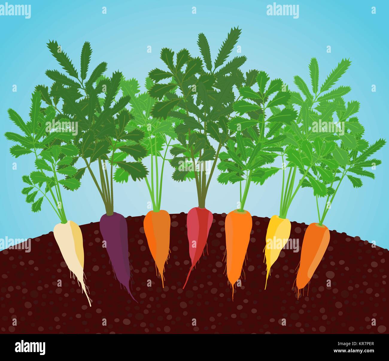 Rainbow Carrots Illustration. Growing vegetables in the soil. A garden bed of carrot. Classic orange, purple, dark red, white, and bright yellow varie Stock Vector