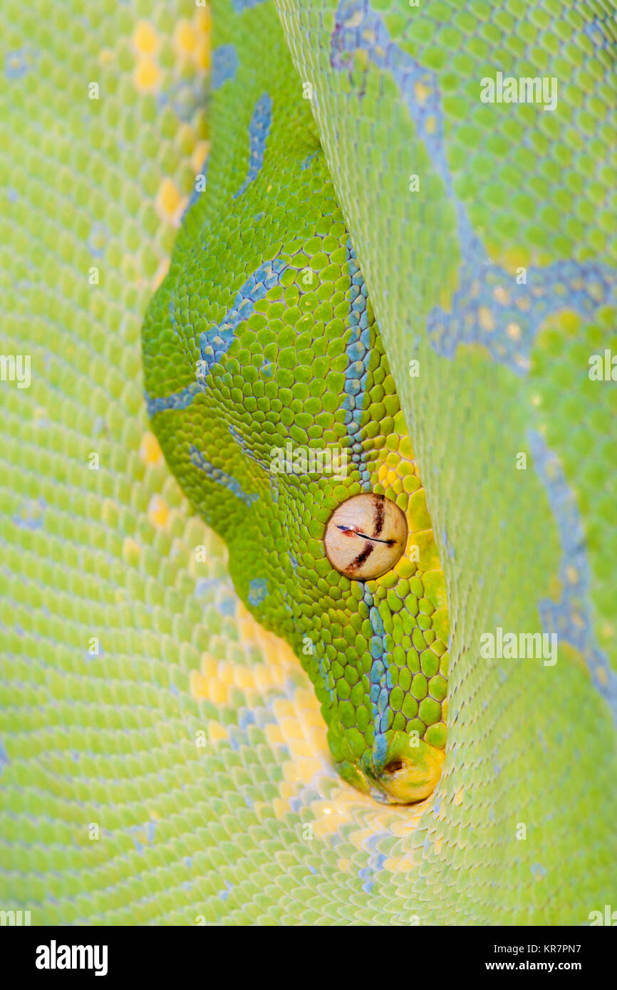 Green Tree Python (Morelia viridis) Hanging on branch waiting for prey. Stock Photo