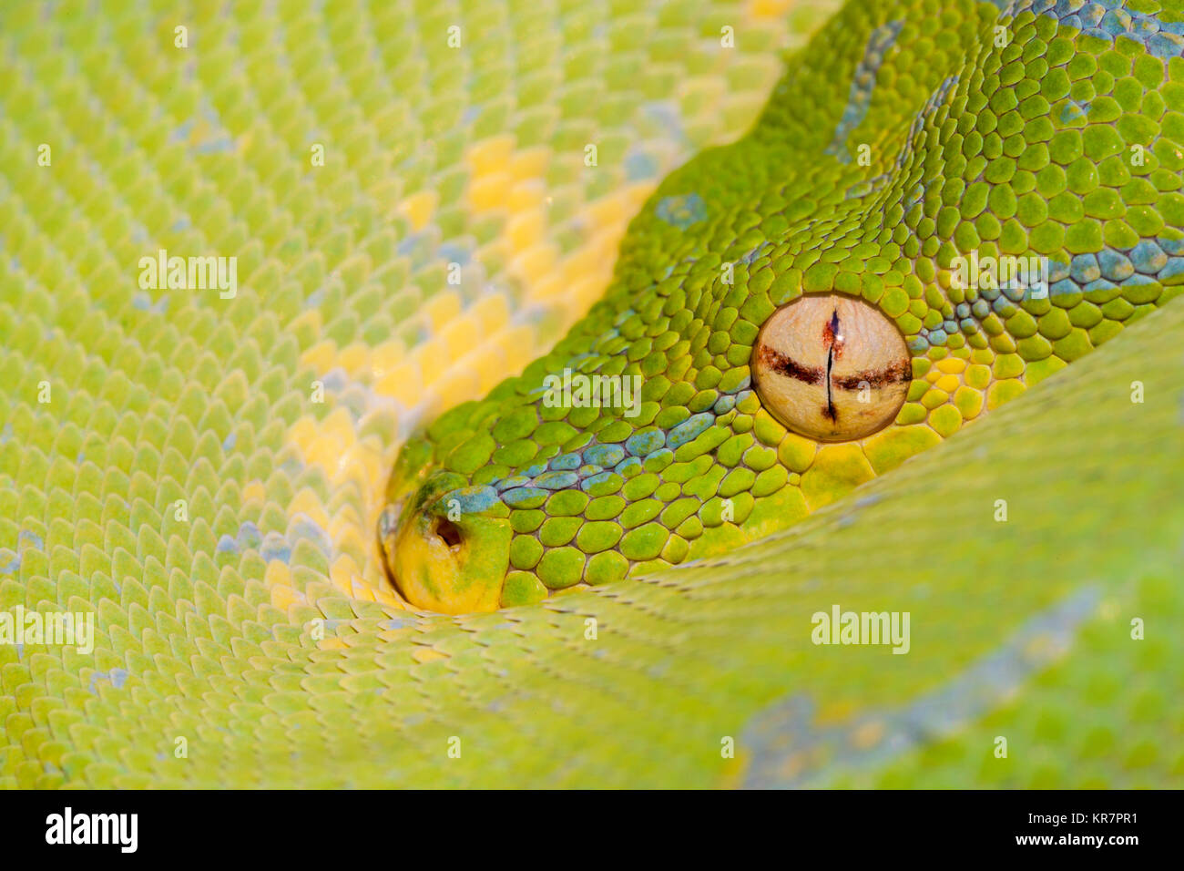 Green Tree Python (Morelia viridis) Hanging on branch waiting for prey. Stock Photo