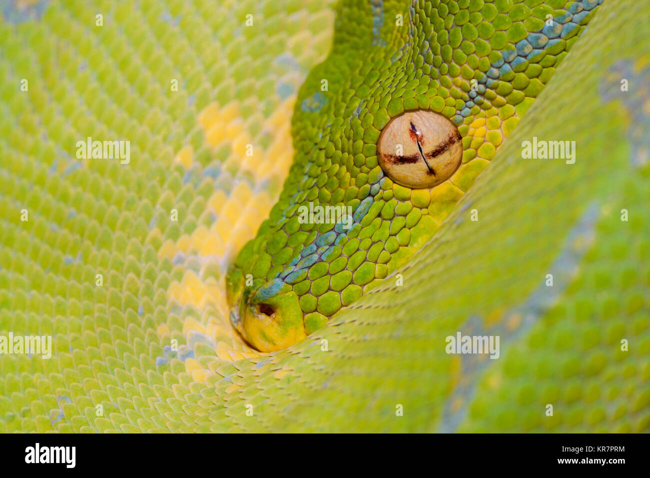 Green Tree Python (Morelia viridis) Hanging on branch waiting for prey. Stock Photo